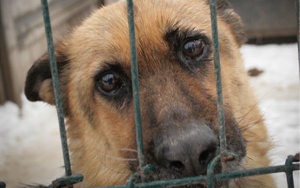 Gmina za odławianie bezdomnych psów zapłaci prawie 300 tys zł